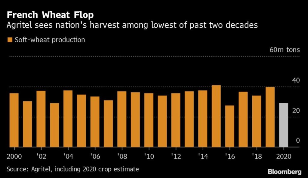 Импортерам пшеницы из ЕС придется искать новых поставщиков