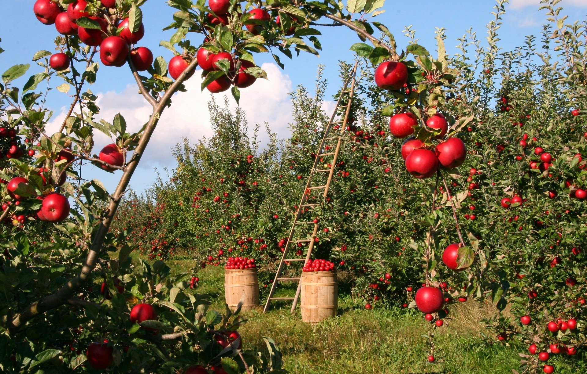 Когда поспевают яблоки - Agrotrend.ru