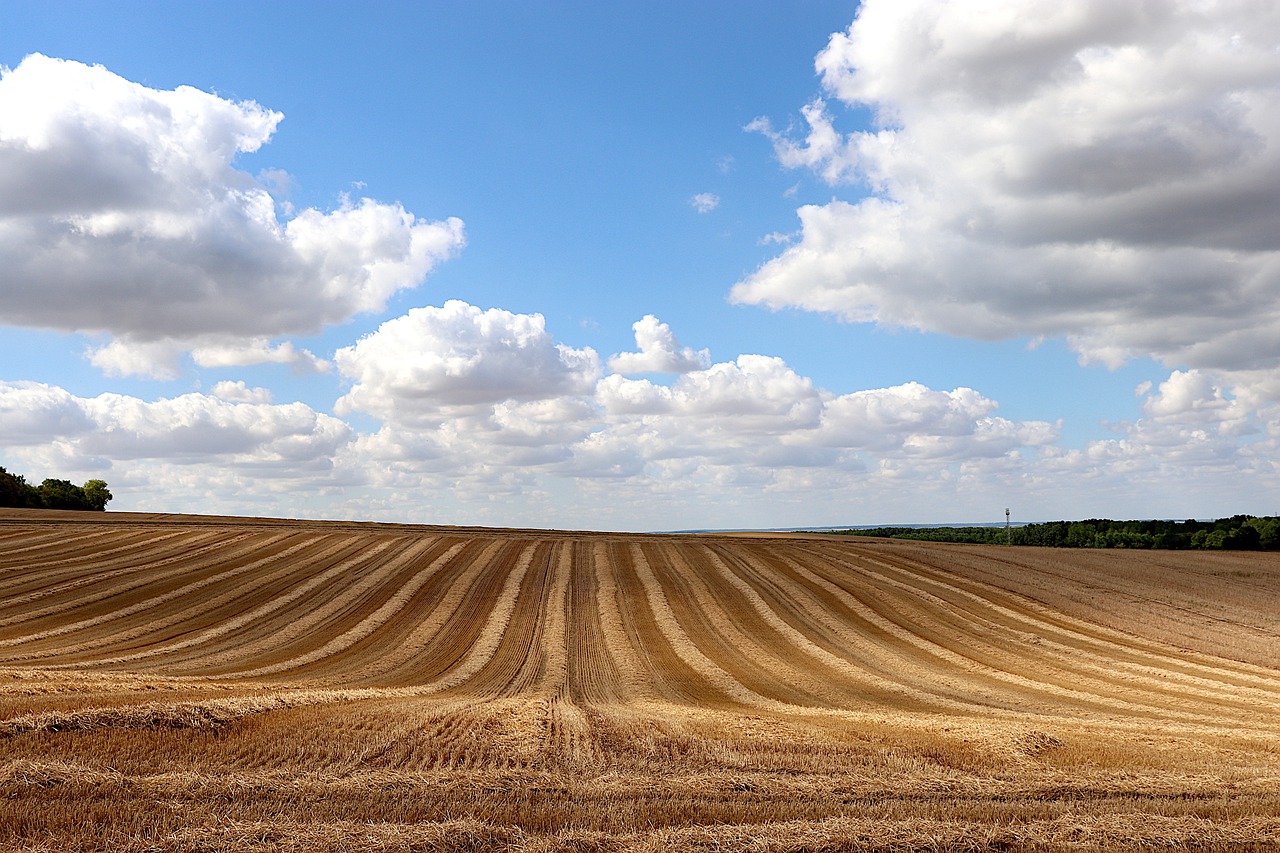 Русское вспаханное поле. Вспаханное поле. Вспаханная земля. Вспаханное поле фото. Пшеничное поле Вспаханное.