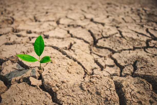 Как опередить засуху: советы от лидера рынка агрохимии «Щёлково Агрохим»