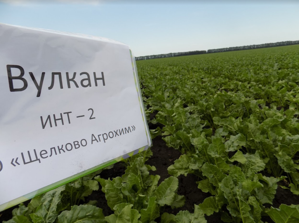 Россельхозцентр подтвердил высокое качество семян сахарной свёклы от «СоюзСемСвёкла»