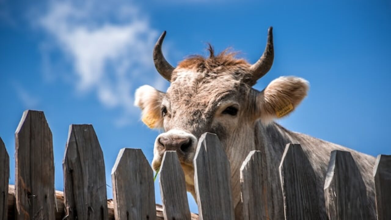 Как купить корову. Пошаговая инструкция выбора и покупки - Agrotrend.ru