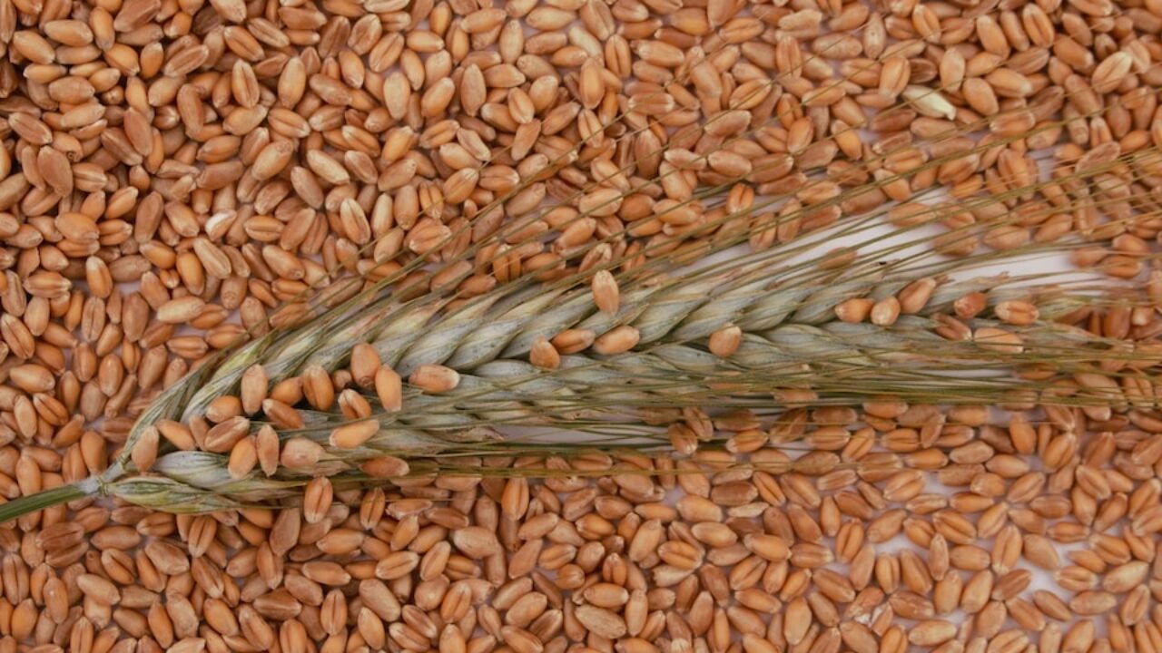Зерно. Пшеница рожь тритикале. Ячмень ядрица. Злаковые зерновые культуры. Процесс производства ячменных круп.