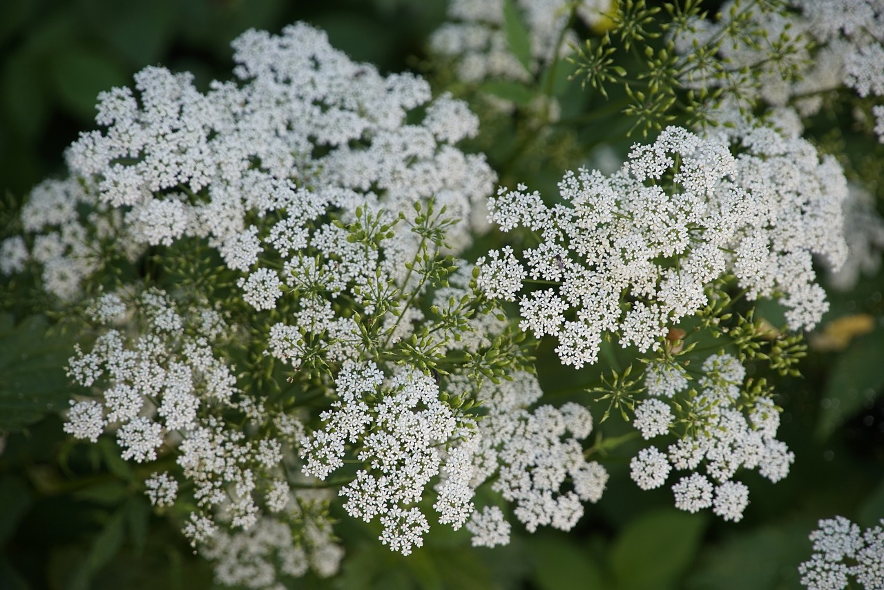 Сныть Горная (Aegopodium Alpestre Ledeb.)