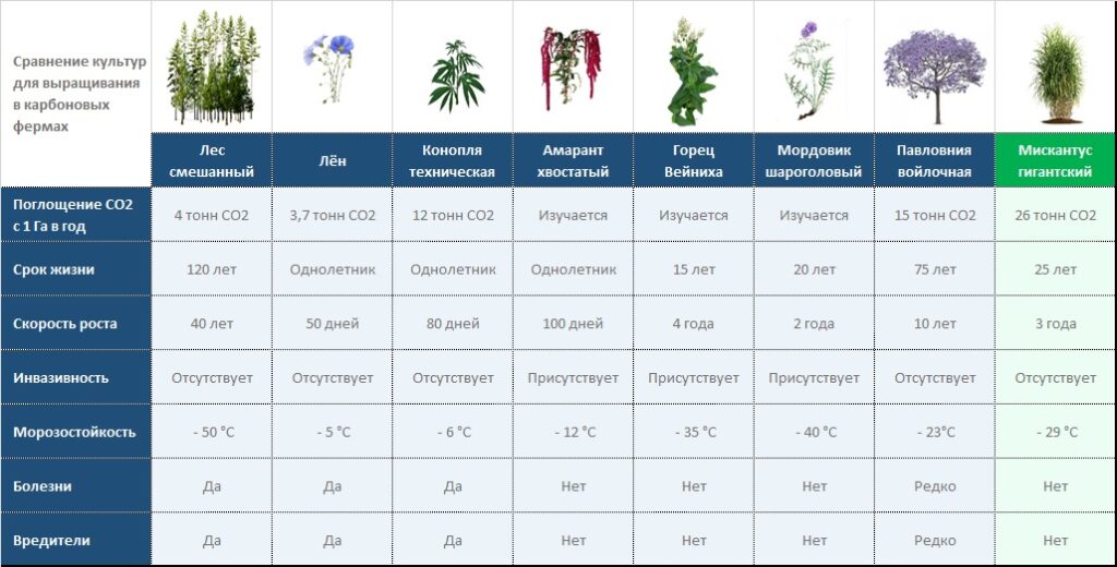 Лучшие растения-поглотители СО2 для карбоновых ферм