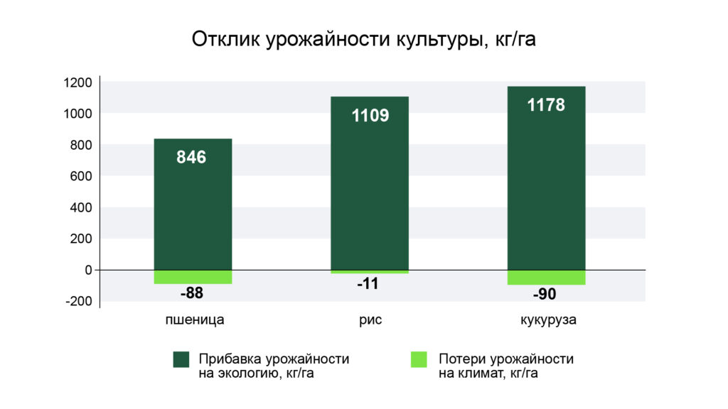 Кукуруза и изменение климата: что важно для сохранения урожая?