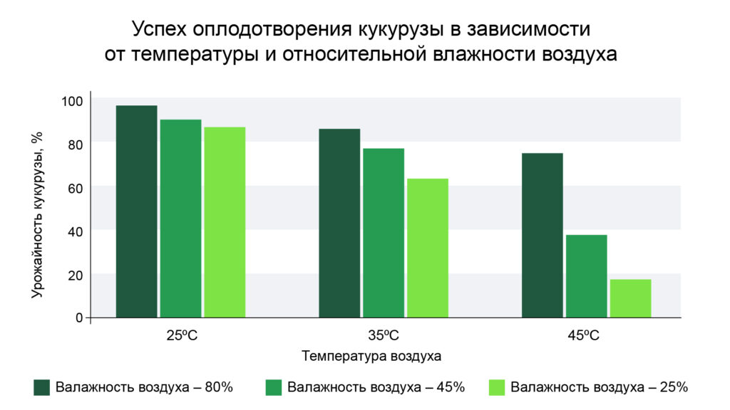 Кукуруза и изменение климата: что важно для сохранения урожая?