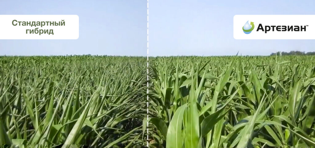 Гибриды кукурузы бренда АРТЕЗИАН™