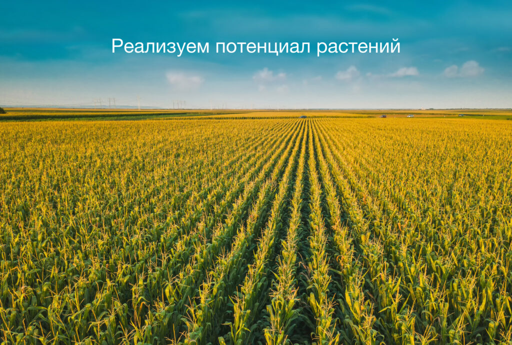 Гибриды кукурузы бренда АРТЕЗИАН™