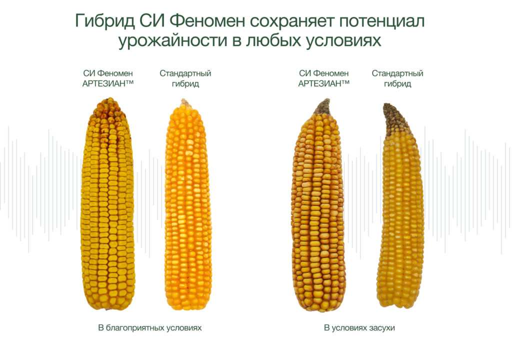 Гибриды кукурузы бренда АРТЕЗИАН™