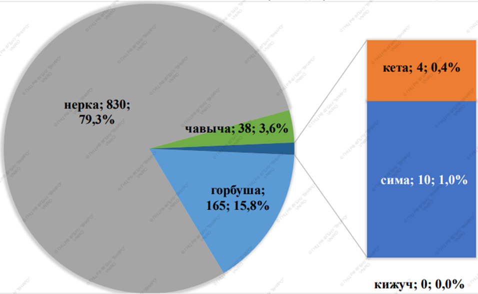 Бодрая путина: получена первая тысяча тонн лосося
